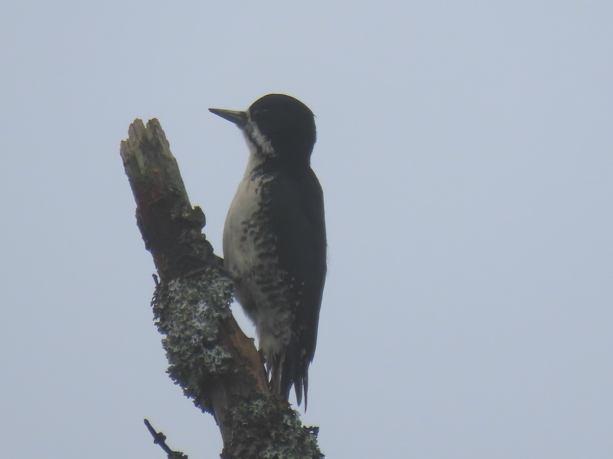 Black-backed Woodpecker - ML620509272