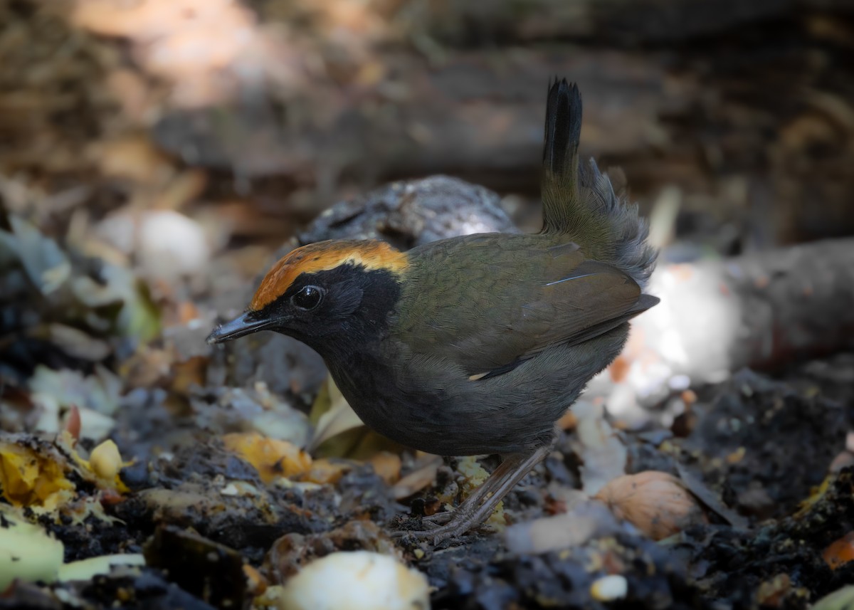 Rufous-capped Antthrush - ML620509273