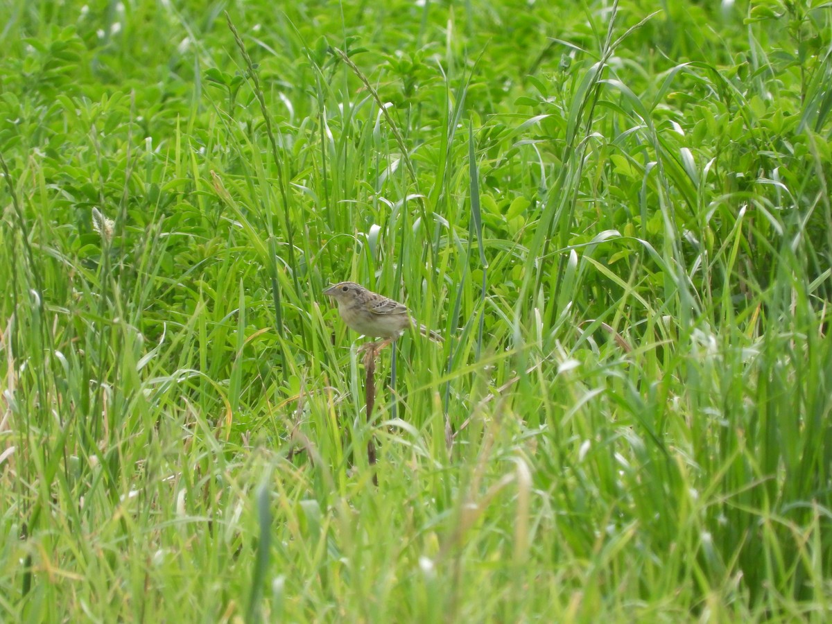 Grasshopper Sparrow - ML620509275