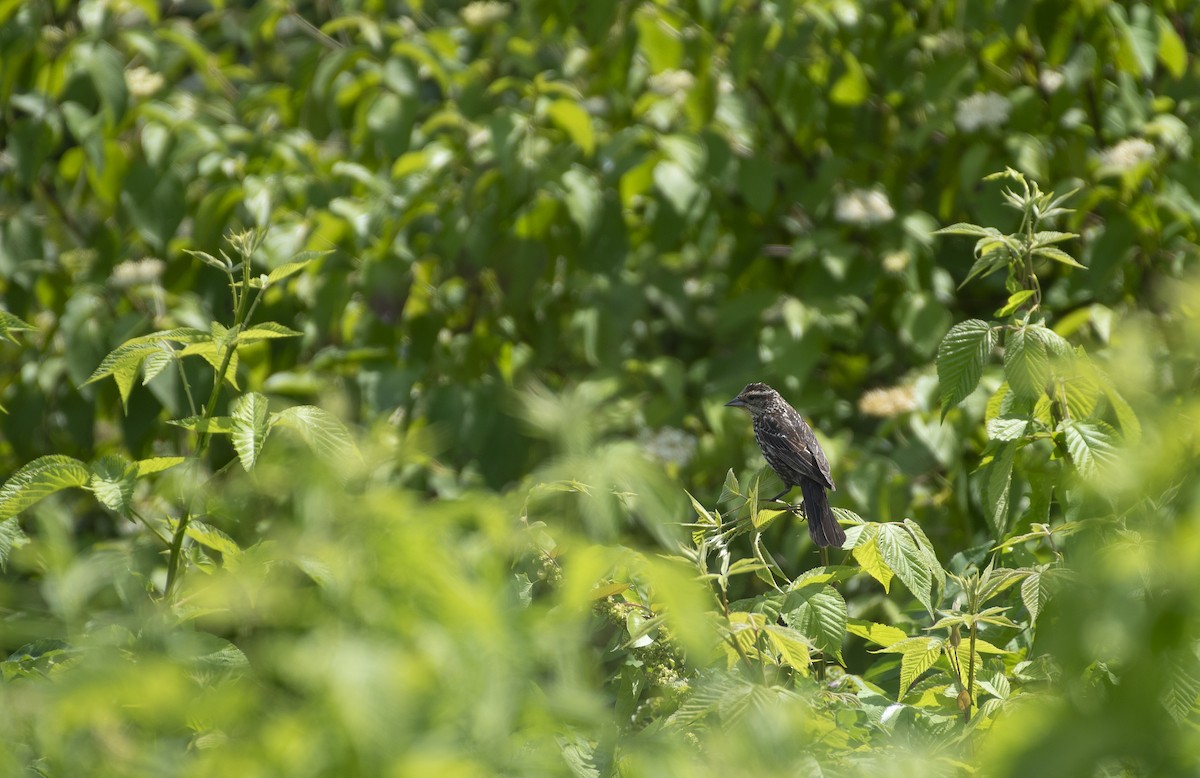 Red-winged Blackbird - ML620509287