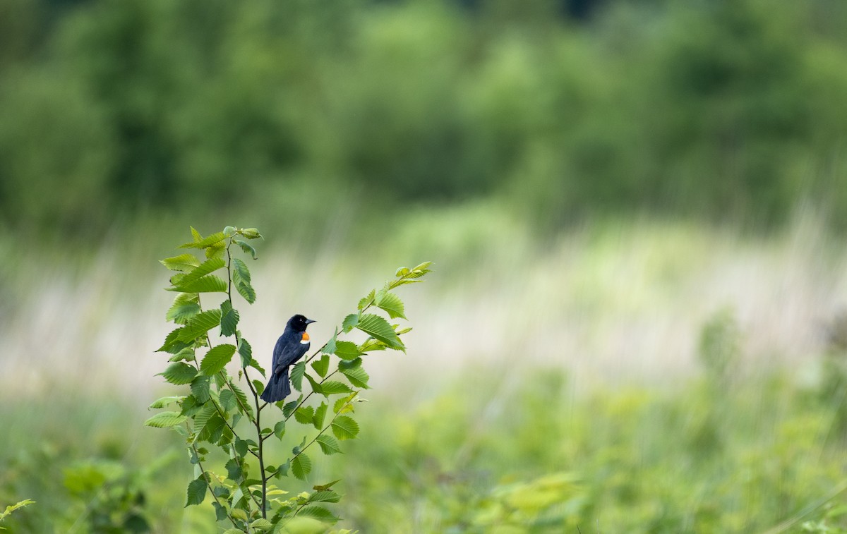 Red-winged Blackbird - ML620509288