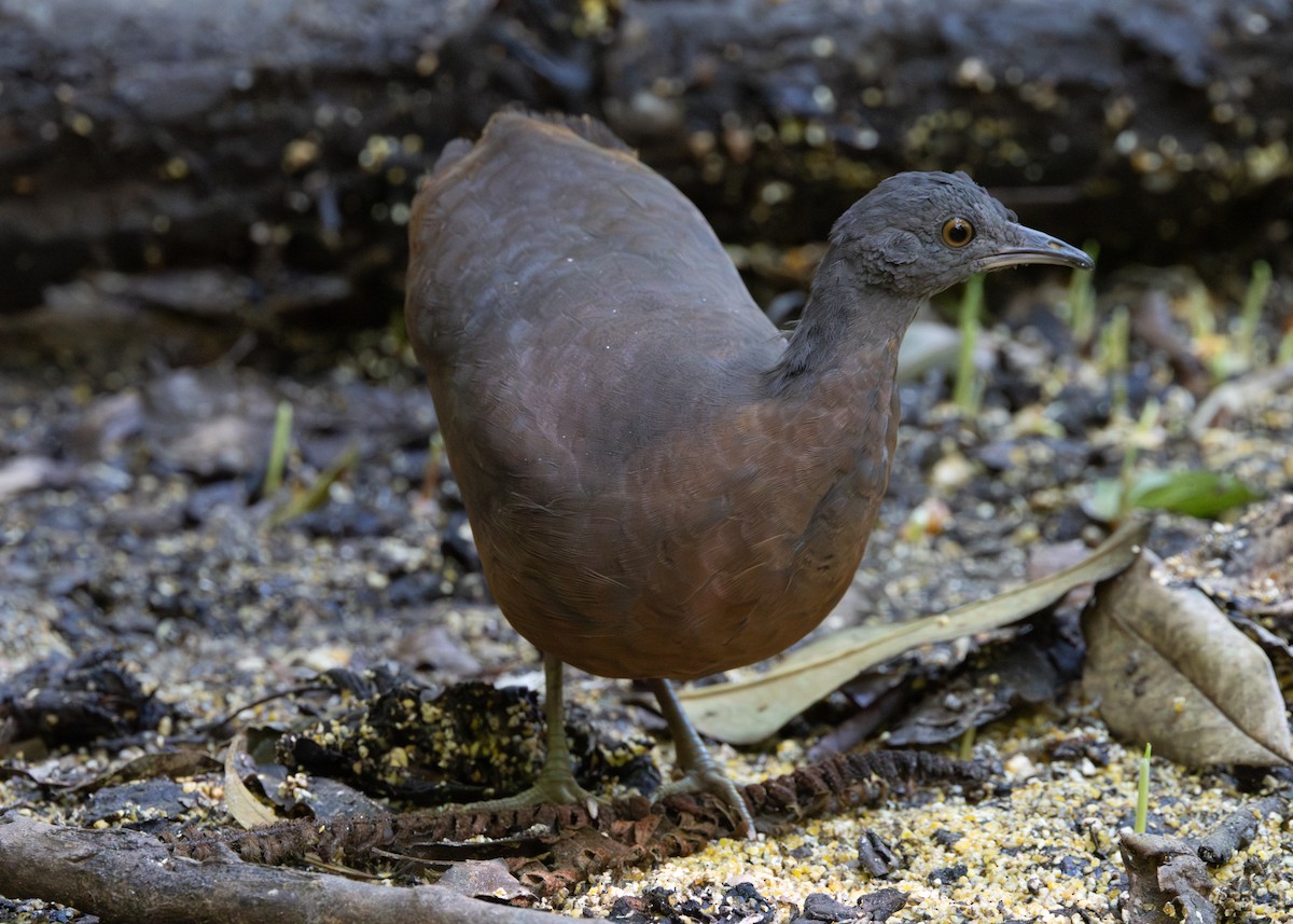 Brown Tinamou - ML620509290