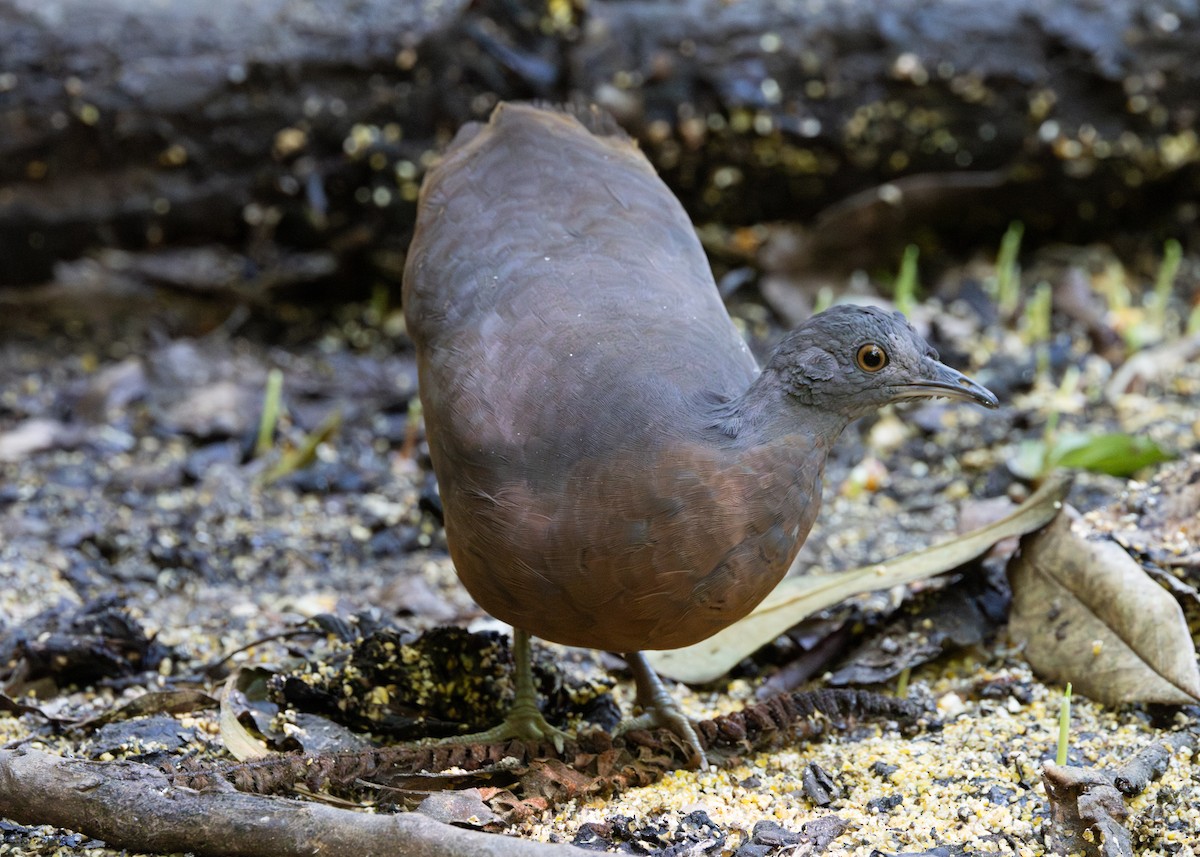 Brown Tinamou - ML620509291