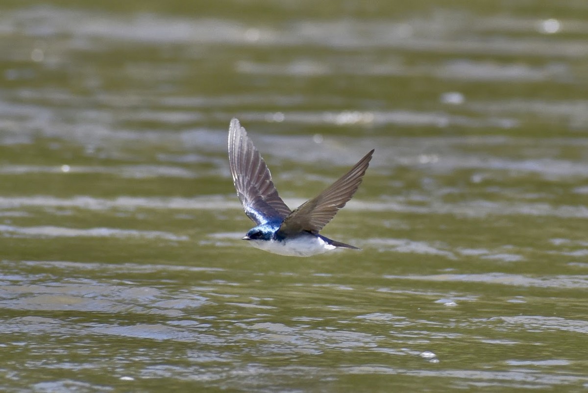 Golondrina Bicolor - ML620509293