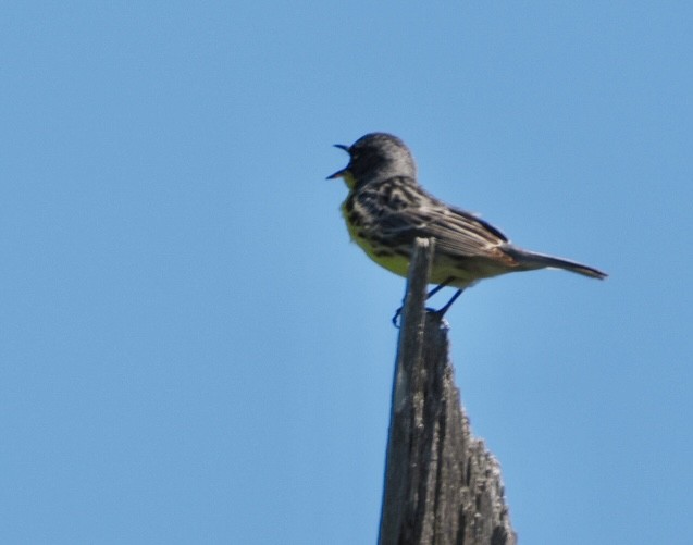 Kirtland's Warbler - ML620509302
