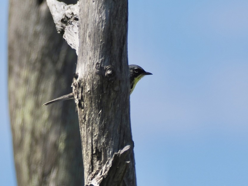 Kirtland's Warbler - ML620509303
