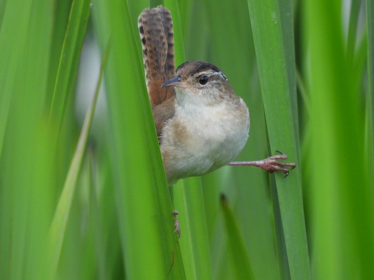 Marsh Wren - ML620509304