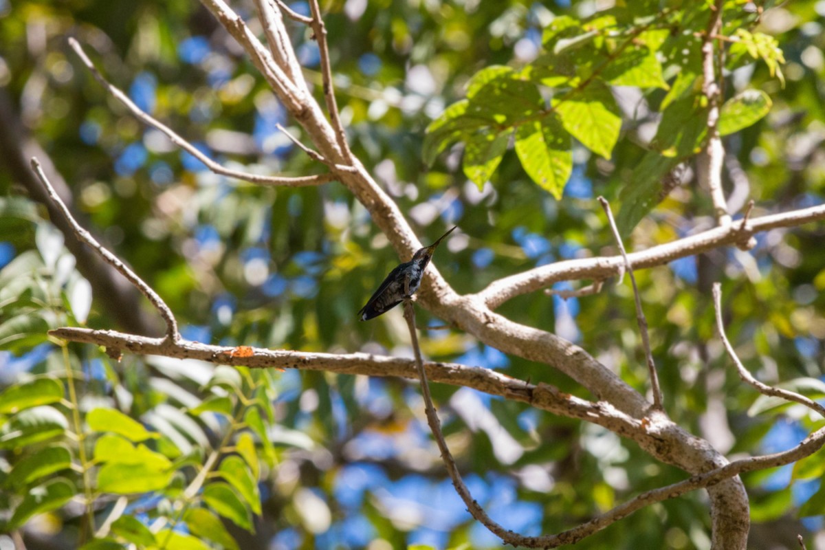 Green-breasted Mango - ML620509305