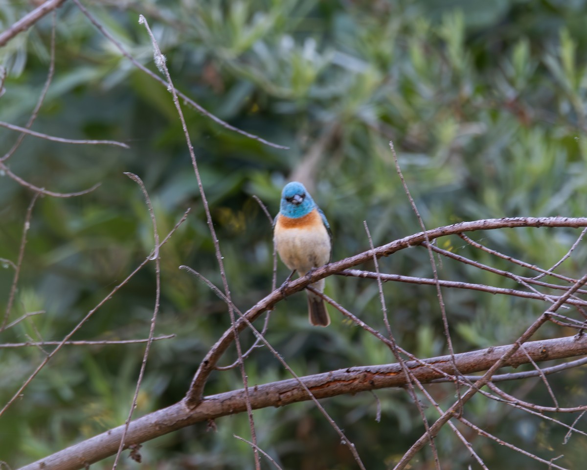 Lazuli Bunting - ML620509317