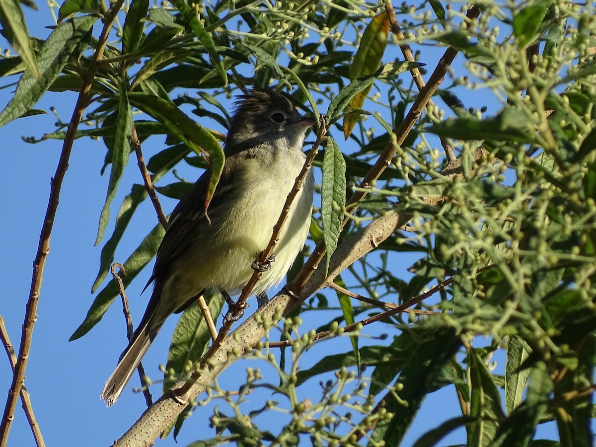 Yellow-bellied Elaenia - ML620509318