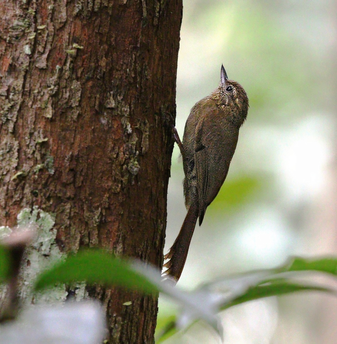 Wedge-billed Woodcreeper - ML620509319