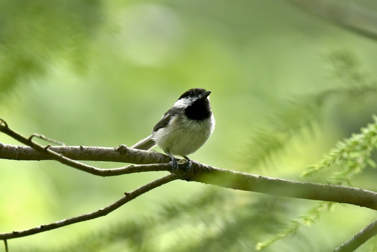 Carolina Chickadee - ML620509320