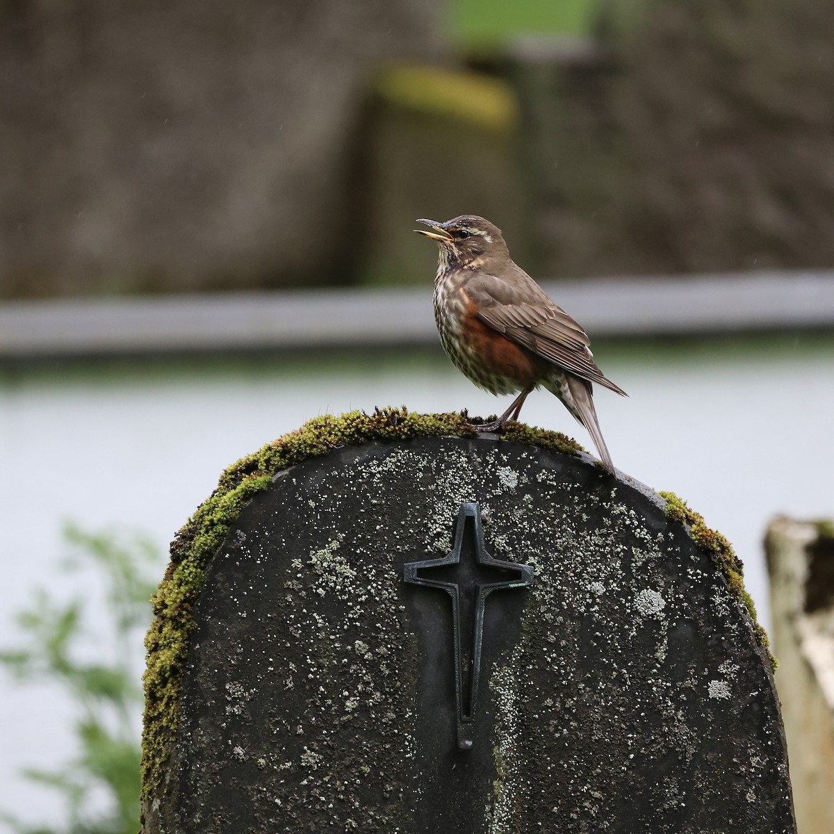 Redwing (Icelandic) - ML620509321