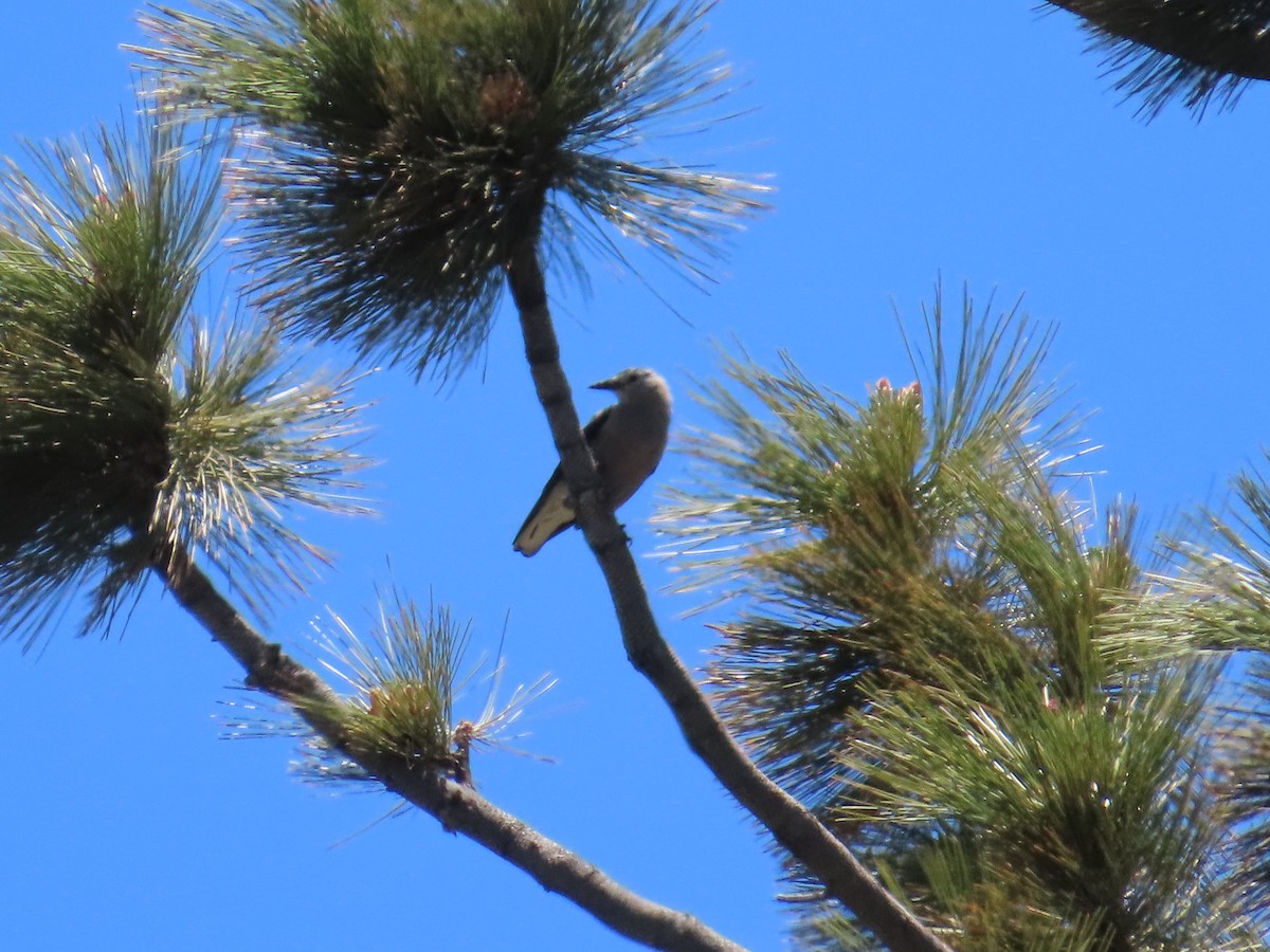 Clark's Nutcracker - ML620509322