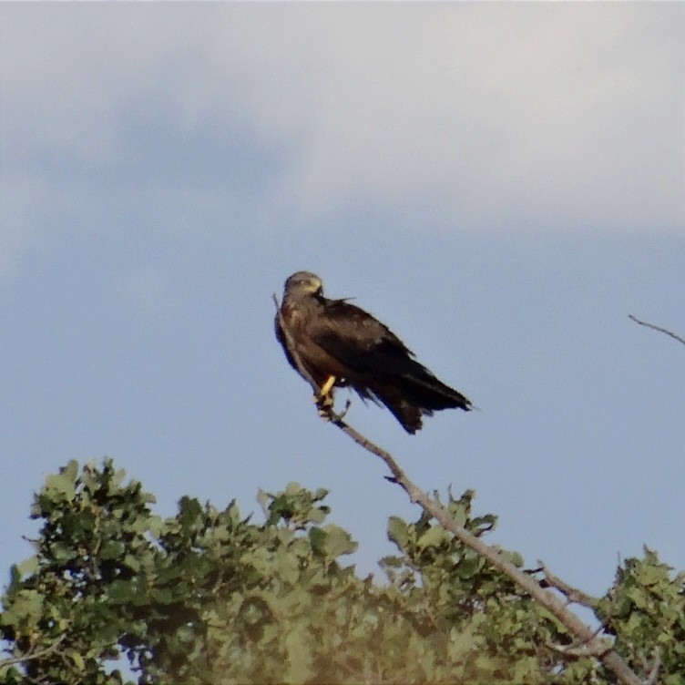 Black Kite - ML620509327