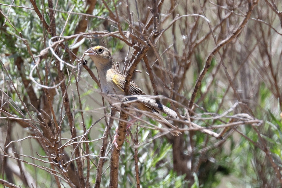 Grasshopper Sparrow - ML620509328