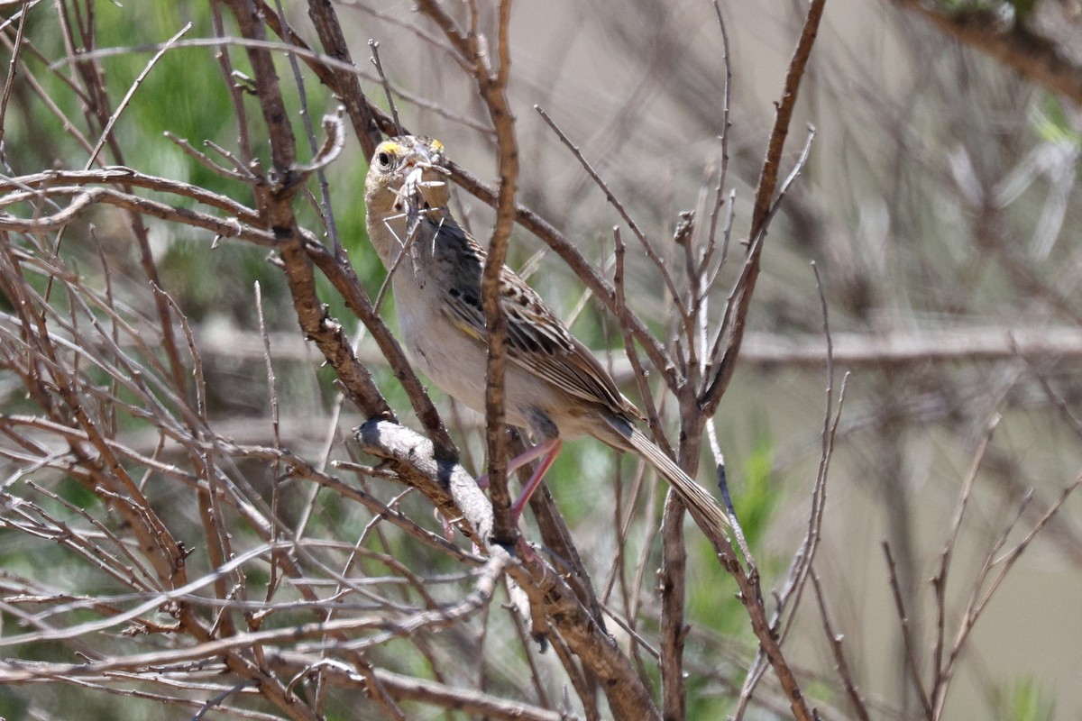 Grasshopper Sparrow - ML620509329