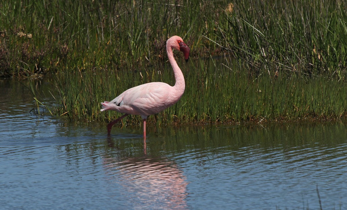 Lesser Flamingo - ML620509333