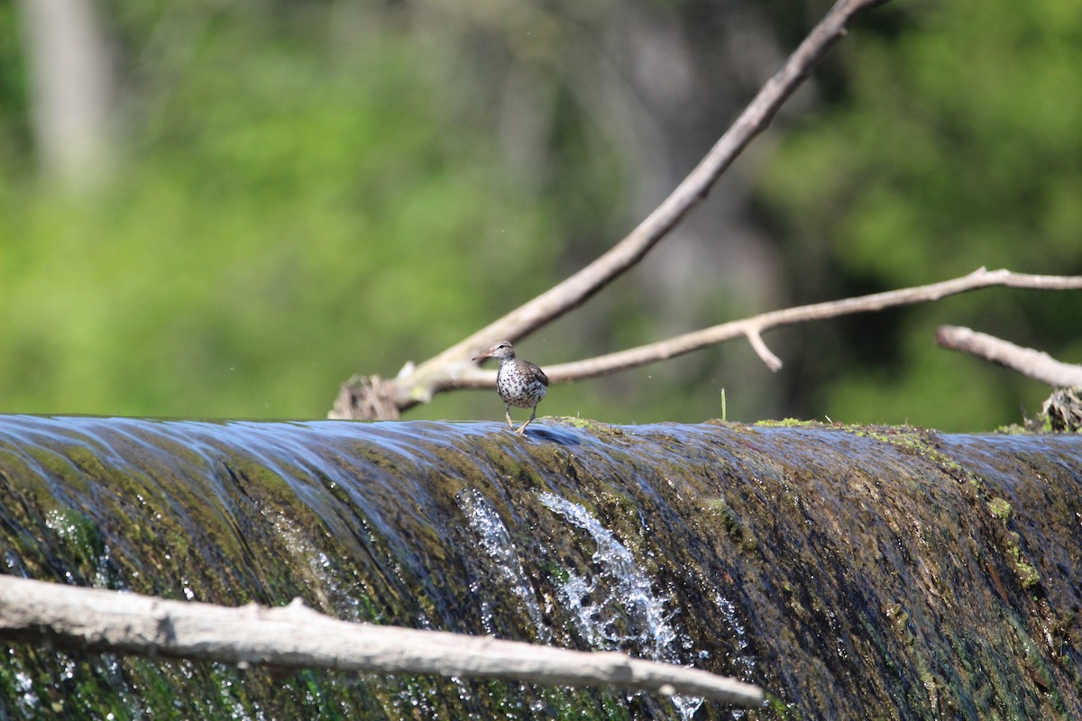 Spotted Sandpiper - ML620509335