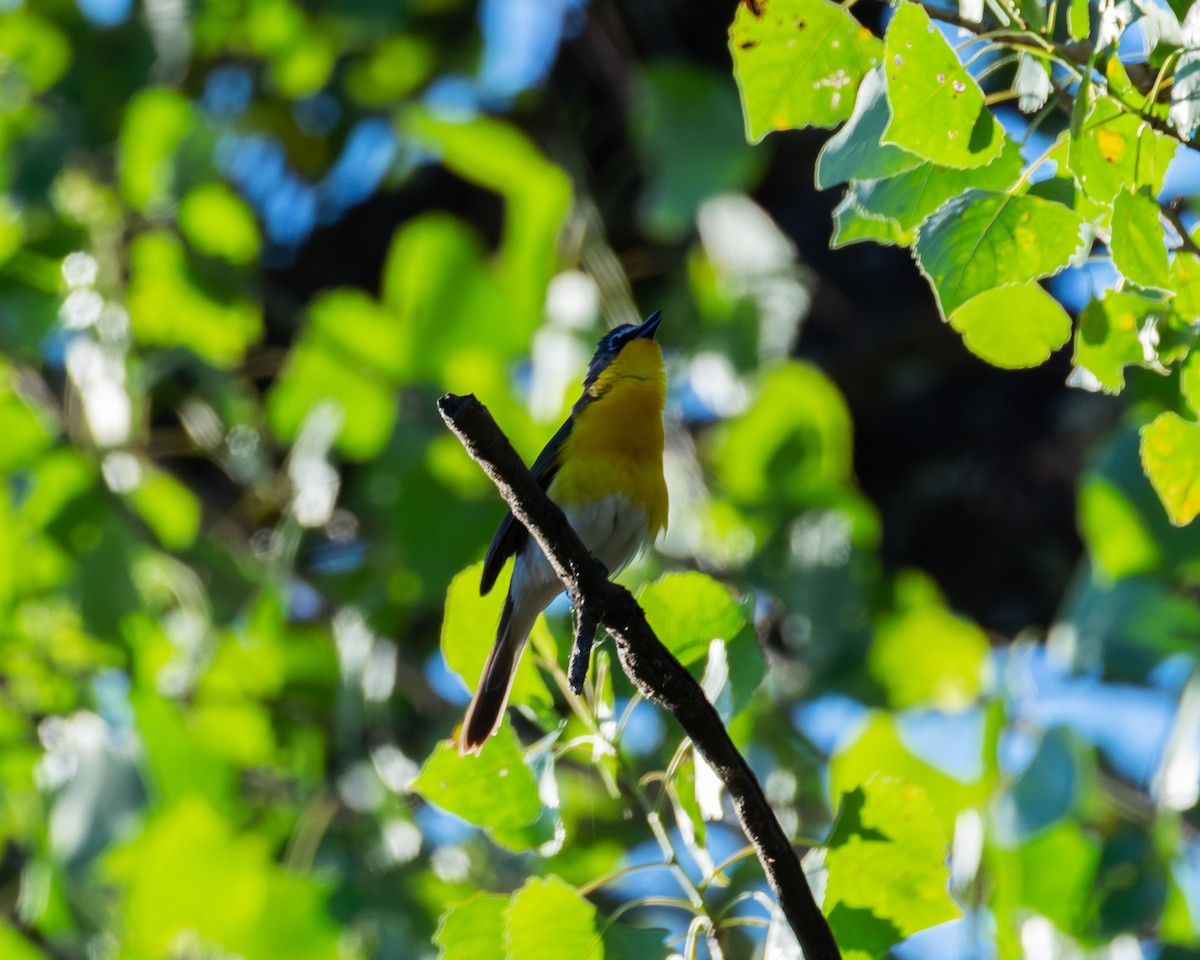 Yellow-breasted Chat - ML620509337