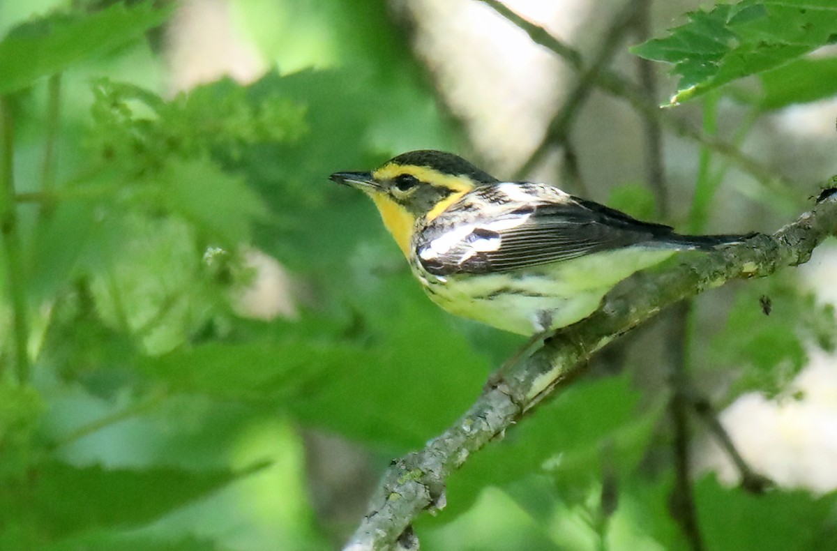 Blackburnian Warbler - ML620509338