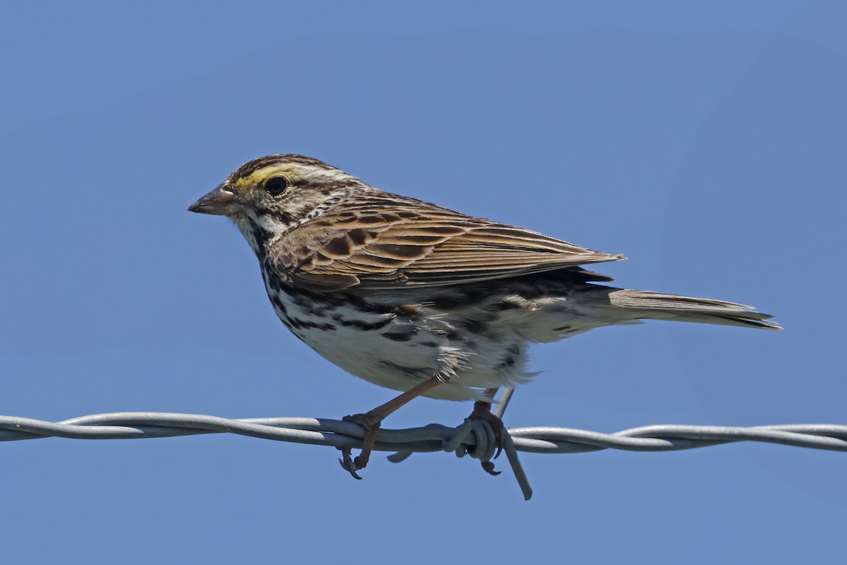 Savannah Sparrow - ML620509339