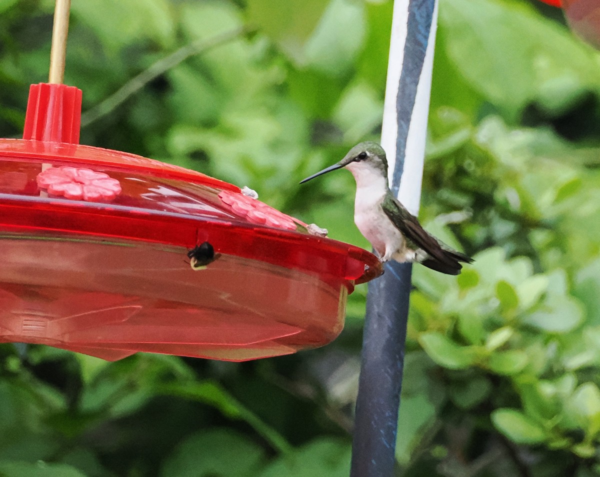 Ruby-throated Hummingbird - ML620509340