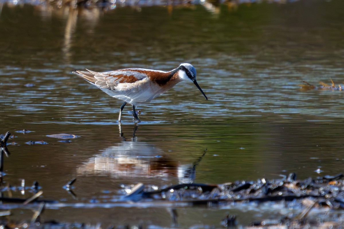 Wilson's Phalarope - Ian Sarmiento