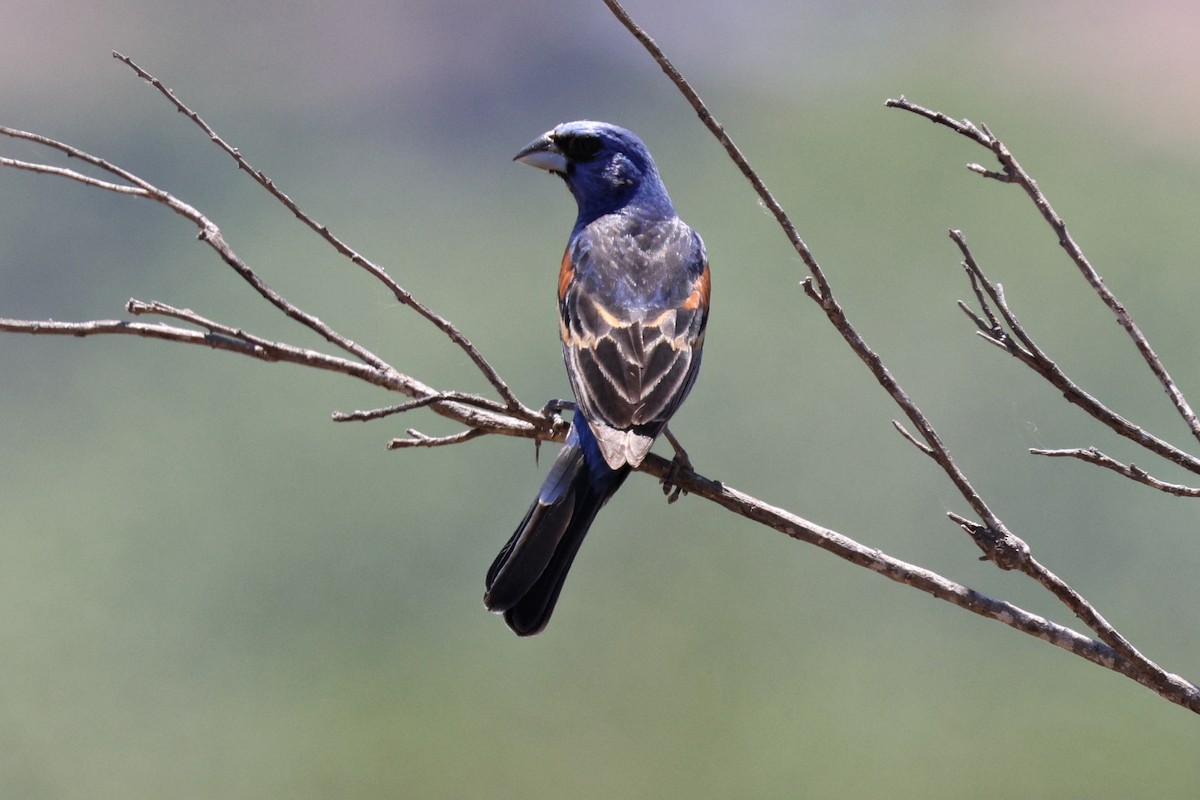 Blue Grosbeak - ML620509353