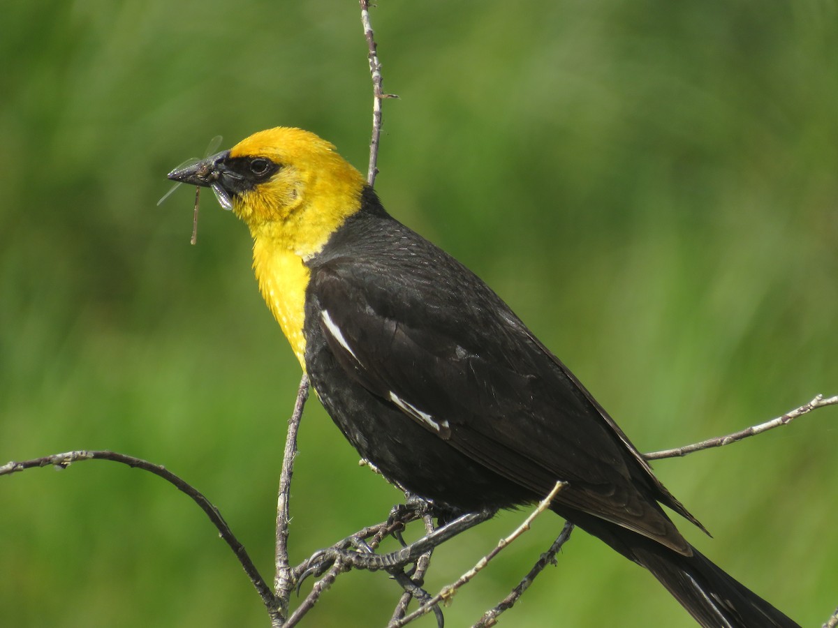 Yellow-headed Blackbird - ML620509356