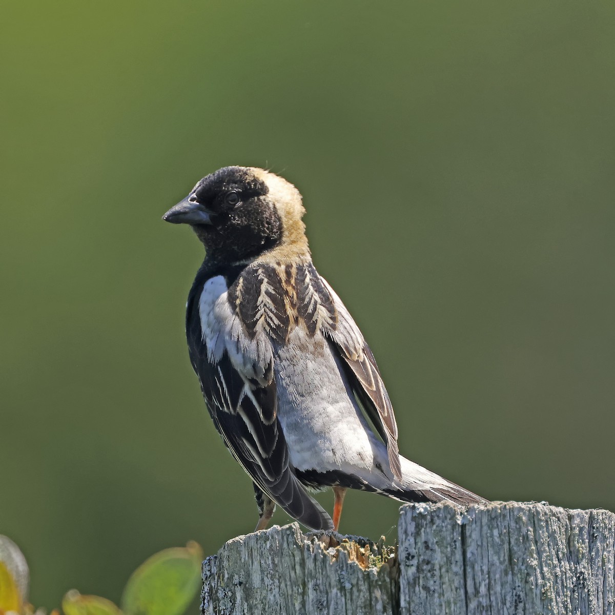 bobolink americký - ML620509358