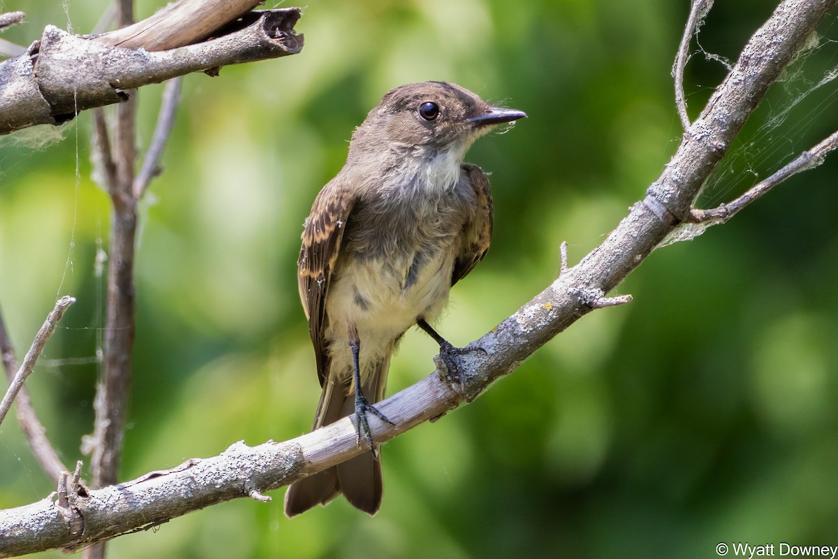 Eastern Phoebe - ML620509374