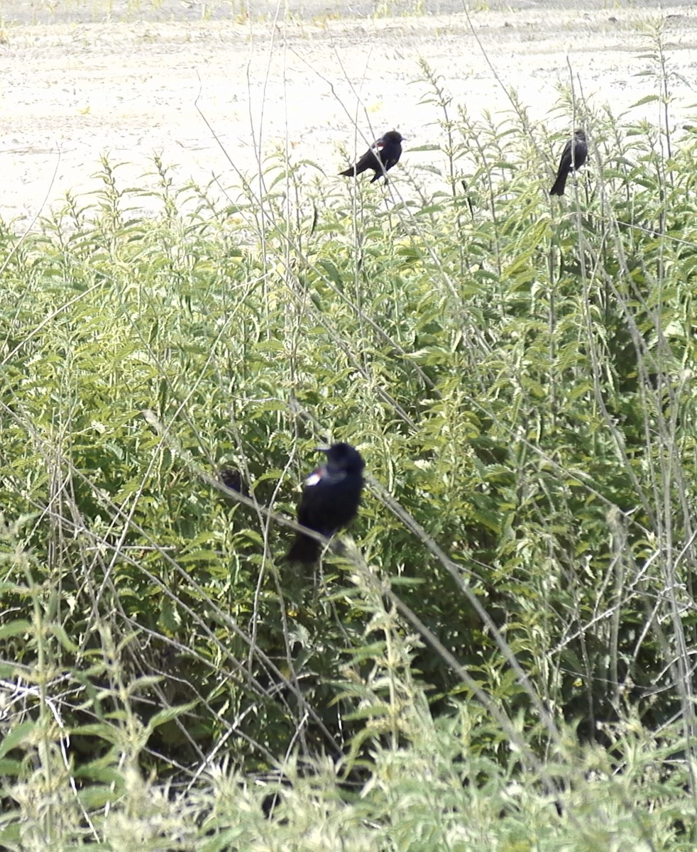 Tricolored Blackbird - ML620509375