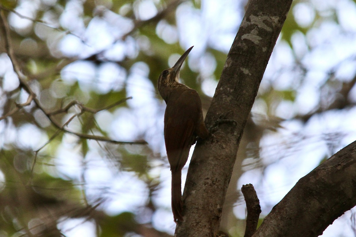 Moustached Woodcreeper - ML620509379