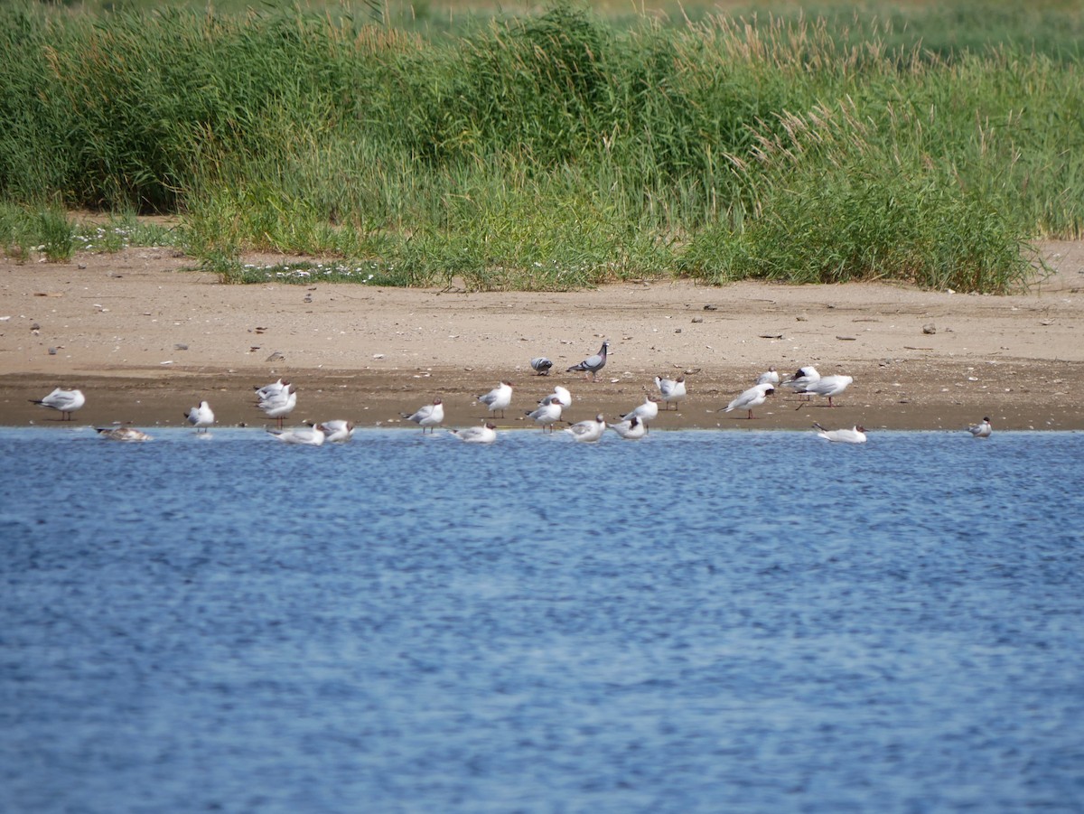 Black-headed Gull - ML620509381