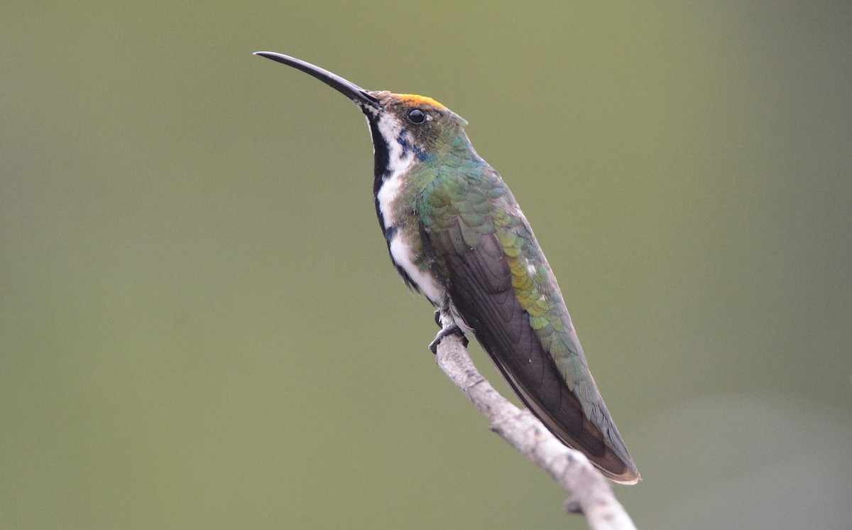 kolibřík tropický - ML620509382