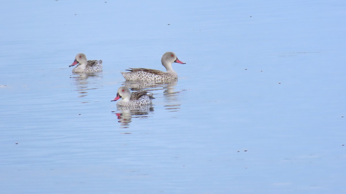 Cape Teal - ML620509385