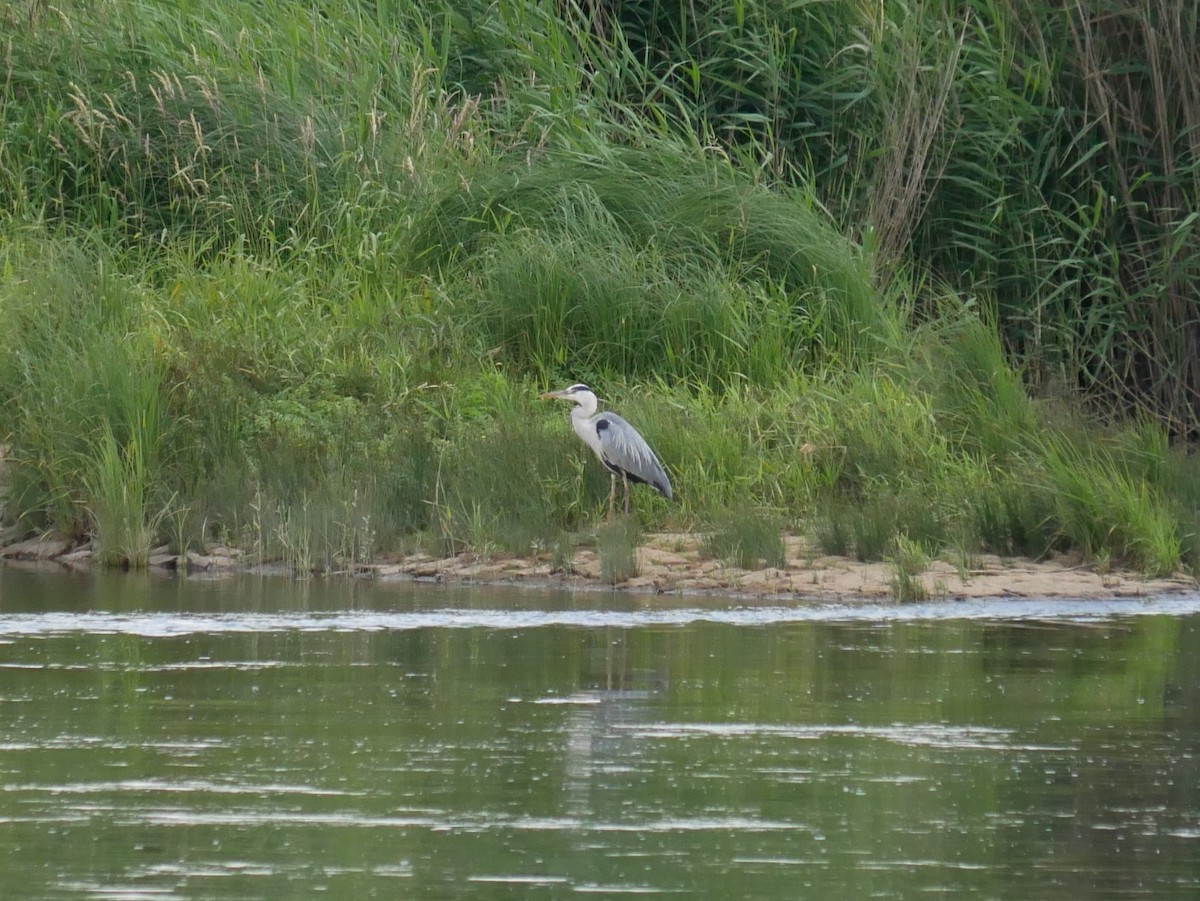 Gray Heron - ML620509388