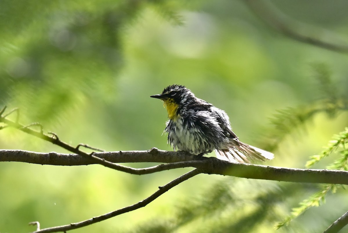 Yellow-throated Warbler - ML620509405