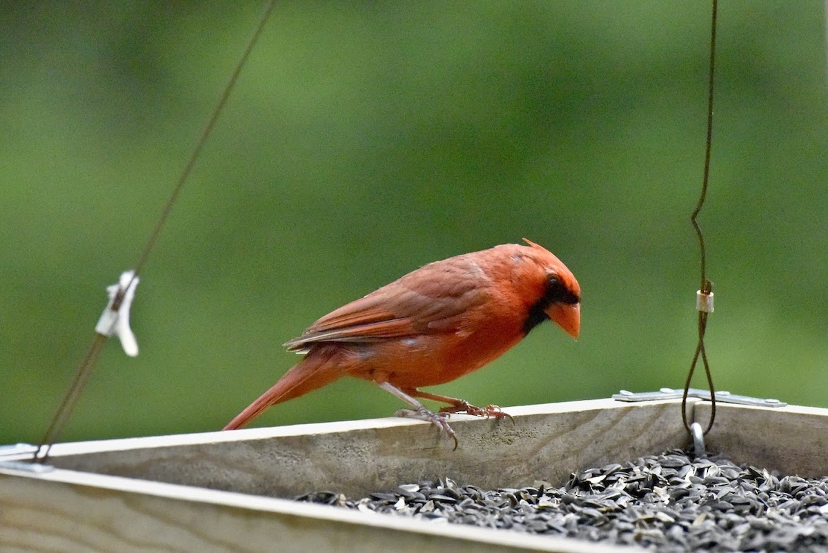 Cardinal rouge - ML620509406