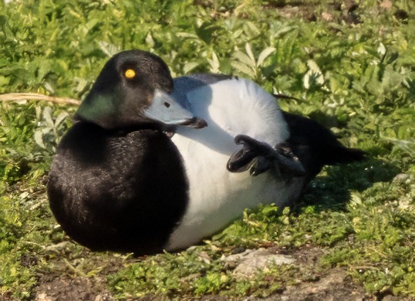 Greater Scaup - ML620509407