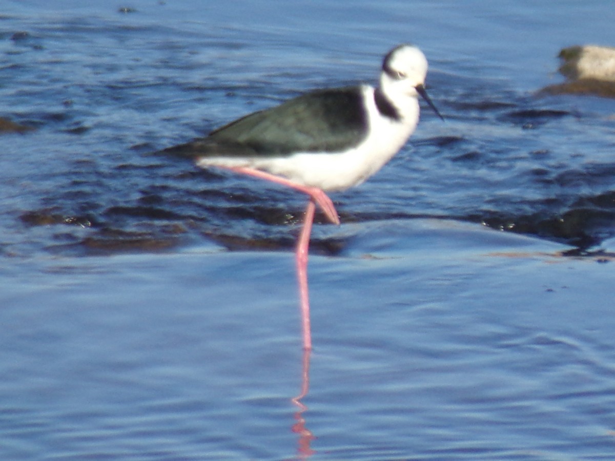 Black-necked Stilt - ML620509418