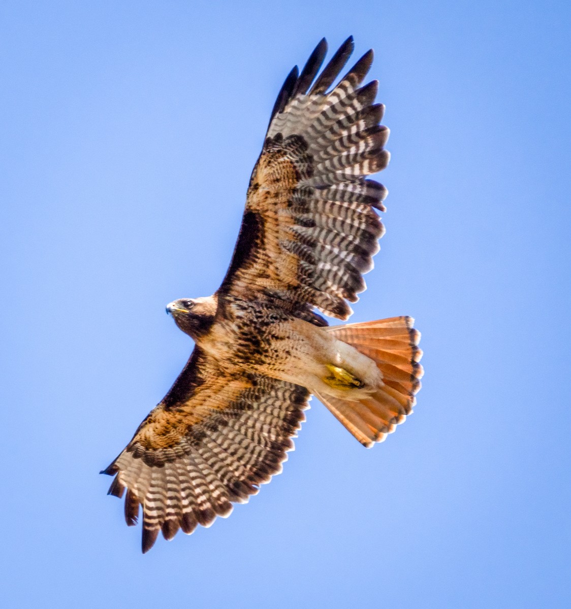 Red-tailed Hawk - ML620509421