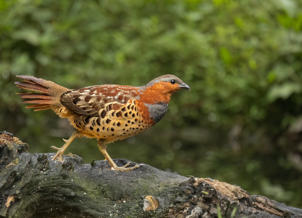 Chinese Bamboo-Partridge - ML620509423