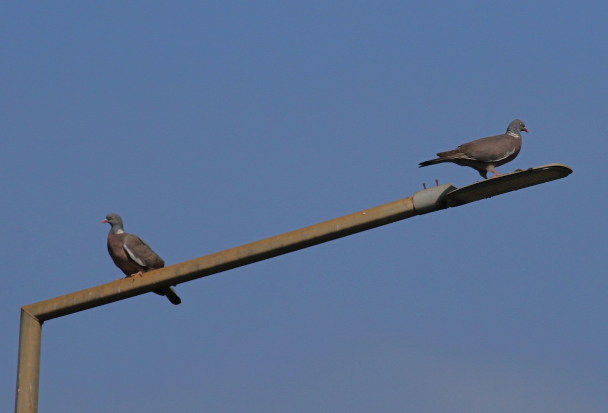 Common Wood-Pigeon - ML620509426