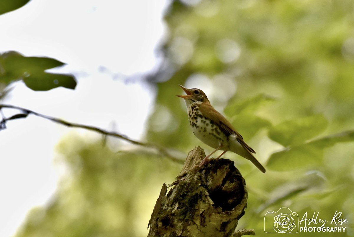 Wood Thrush - Leigh Gay