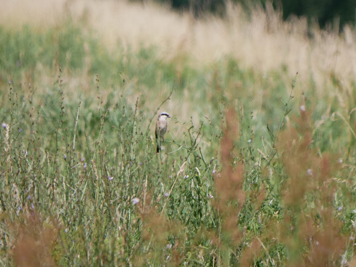 Red-backed Shrike - ML620509429