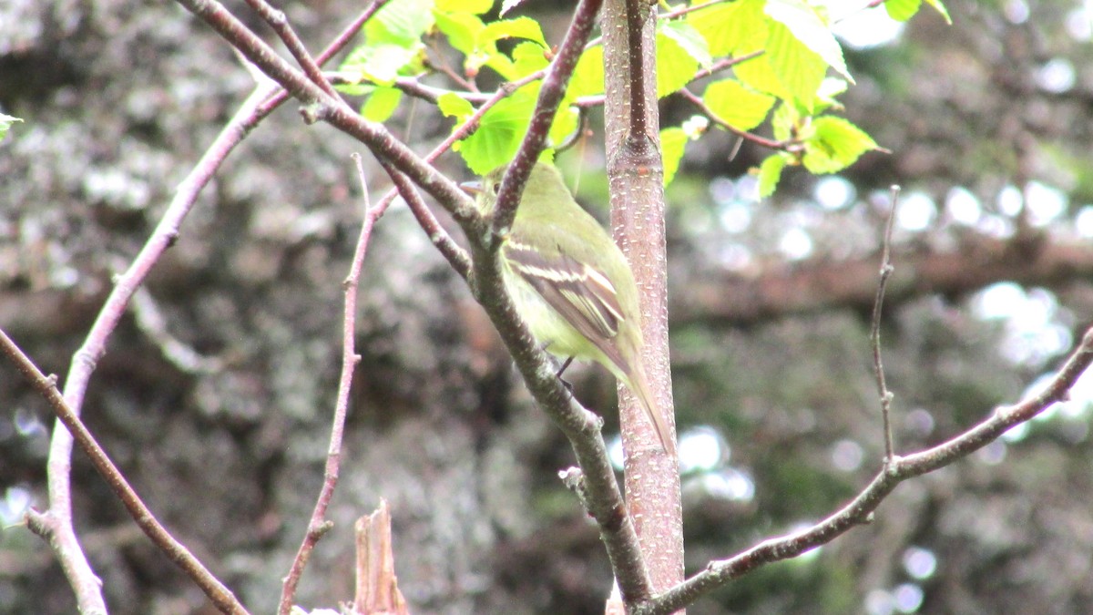 Yellow-bellied Flycatcher - ML620509430