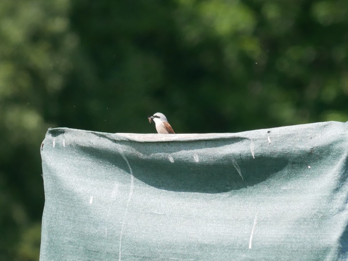 Red-backed Shrike - ML620509431