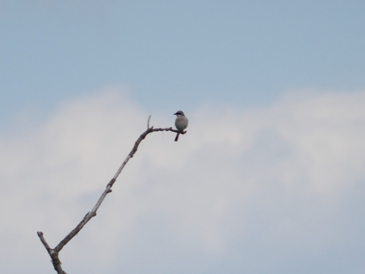 Red-backed Shrike - ML620509432